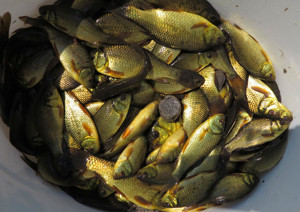 Karas malý nekuchaný 1 kg